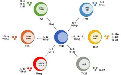 The Multifaceted Role of Th1, Th9, and Th17 Cells in Immune Checkpoint Inhibition Therapy